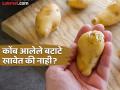 कोंब आलेले बटाटे खाल्ल्याने काय होतं? वाचाल तर लगेच असे बटाटे बाहेर फेकाल! - Marathi News | Sprouted potato is dangerous to health, know how to prevent it from being sprouting | Latest food News at Lokmat.com
