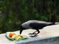कावळे रुसले...दशक्रिया विधी थांबले; श्रीगोंद्यात नेमकं काय घडले? - Marathi News | As there were no crows, the Dashakriya ritual stopped at Shrigonda in Ahmednagar | Latest ahilyanagar News at Lokmat.com