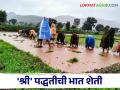 SRI Method Of Rice Farming : 'श्री' पद्धतीची भातशेती, दुप्पट उत्पादनाची हमी, जाणून घ्या सविस्तर  - Marathi News | Latest News SRI is a modern method beneficial for rice cultivation See details | Latest agriculture News at Lokmat.com
