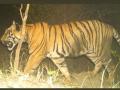 नागपूरच्या गोरेवाडा रेस्क्यू सेंटरमध्ये केटी-1 वाघाचा मृत्यू - Marathi News | KT-1 tiger dies at Gorewada Rescue Center, Nagpur | Latest nagpur News at Lokmat.com