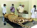 ताडोबातील शिकारी वाघाचा गोरेवाड्यात संशयास्पद मृत्यू - Marathi News | Suspected death of tiger in Gorewada | Latest nagpur News at Lokmat.com