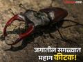 'हा' आहे जगातील सगळ्यात महाग कीटक, किंमत इतकी की घेऊ शकाल एक लक्झरी कार! - Marathi News | Stag beetle world most expensive insect price is so high than luxury car | Latest jarahatke Photos at Lokmat.com