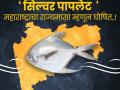सिल्व्हर पापलेट झाला राज्यमासा! - Marathi News | Silver paplet became the state fish! | Latest agriculture News at Lokmat.com