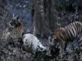 चार बछड्यांसह वाघिणीने केली शिकार, पर्यटकांनी अनुभवला थरार - Marathi News | Tigress with four calves hunted cow, tourists experience thrill | Latest gadchiroli News at Lokmat.com