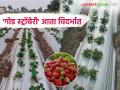 Strawberry Crop : महाबळेश्वरपेक्षा 'गोड स्ट्रॉबेरी' आता विदर्भात; कृषी विद्यापीठात पाच जातींवर संशोधन - Marathi News | Strawberry Crop: 'Sweeter strawberries' now in Vidarbha than Mahabaleshwar; Research on five varieties at Agricultural University | Latest agriculture News at Lokmat.com