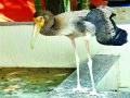 दुर्मिळ स्टॉर्क बर्डचे ठाण्यात दर्शन - Marathi News | The rare stork Bird's Thane show in Thane | Latest thane News at Lokmat.com