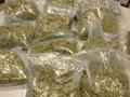 सांगळुद येथून गांजाचा साठा जप्त - Marathi News | Stocks of cannabis seized from Sanglud | Latest akola News at Lokmat.com