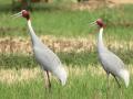 सारस... प्रेमाची अधुरी कहाणी ! - Marathi News | Gondia district the number of storks in Gandia decreased by 6 | Latest maharashtra News at Lokmat.com