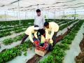 महाबळेश्वरच्या धर्तीवर नांदेडातही स्ट्रॉबेरीची शेती - Marathi News | Strawberry farming in Nanded on the base of Mahabaleshwar | Latest nanded News at Lokmat.com