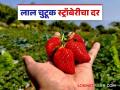 Strawberry Bajar Bhav : महाबळेश्वरची स्ट्रॉबेरी नंबर एक; कसा मिळतोय दर? वाचा सविस्तर - Marathi News | Strawberry Bajar Bhav: Mahabaleshwar's strawberry number one; How is the price being obtained? Read in detail | Latest agriculture News at Lokmat.com