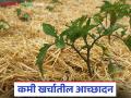 उन्हाळ्यात पाणी बचतीसाठी कमी खर्चातील सोप्या पिक आच्छादन पद्धती कोणत्या? वाचा सविस्तर - Marathi News | What are the simple, low-cost crop mulching methods to save water in summer? Read in detail | Latest agriculture News at Lokmat.com