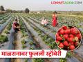 खडकाळ माळरानावर दहा गुंठ्यात स्ट्रॉबेरीचे भरघोस उत्पादन - Marathi News | A ample production of strawberries in ten guntha barren land | Latest agriculture News at Lokmat.com