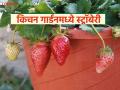 Strawberry Cultivation : परसबागेत किंवा टेरेसवर करा स्ट्रॉबेरी लागवड, ही सोपी पद्धत, वाचा सविस्तर  - Marathi News | Latest News Plant strawberries in your backyard or on your terrace, see simple method, read in detail | Latest agriculture News at Lokmat.com