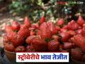गेल्या वर्षीच्या तुलनेत स्ट्रॉबेरीच्या दरात मोठी वाढ; वाचा किलोला काय मिळतोय दर? - Marathi News | Strawberry prices have increased significantly compared to last year; Read what price is being paid per kilo? | Latest agriculture News at Lokmat.com