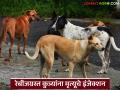 रेबीजग्रस्त भटक्या कुत्र्यांना देणार आता मृत्यूचे इंजेक्शन; वाचा सुप्रीम कोर्टाने काय दिला निर्णय? - Marathi News | Stray dogs infected with rabies will now be given lethal injections; Read what the Supreme Court decided? | Latest agriculture News at Lokmat.com