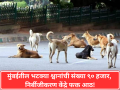 Stray Dogs: भटक्या श्वानांच्या घरासाठी पालिकेला कोणी जागा देता का? - Marathi News | | Latest mumbai News at Lokmat.com