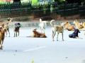 मोकाट कुत्र्यांसाठी झोननिहाय ऑपरेशन सेंटर निर्माण करा - Marathi News | Create Zonal Operation Center for stray dogs | Latest nagpur News at Lokmat.com