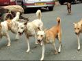 नागपुरातील मोकाट कुत्र्यांचे करायचे काय? - Marathi News | What do you do for stray dogs in Nagpur? | Latest nagpur News at Lokmat.com