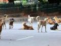 नागपूर शहरात मोकाट कुत्र्यांची दहशत ! - Marathi News | Stray Dogs terror in Nagpur city! | Latest nagpur News at Lokmat.com