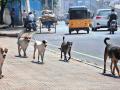 नागपुरात मोकाट कुत्र्यांवर नसबंदीची मोहीम - Marathi News | Vasectomy campaign of sray dogs in Nagpur | Latest nagpur News at Lokmat.com