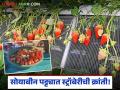Strawberry Farming Success Story : सोयाबीन पट्ट्यात स्ट्रॉबेरीची क्रांती; अवघ्या १० गुंठ्यांतून लाखोंचा नफा - Marathi News | latest news Strawberry Farming Success Story: Strawberry revolution in the soybean belt; Profit of lakhs from just 10 bunches | Latest agriculture News at Lokmat.com