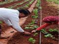महाबळेश्वरमध्ये स्ट्रॉबेरी लागवडीची लगबग, पण.. - Marathi News | Direct strawberry planting for current year strawberry season in Mahabaleshwar taluka | Latest satara News at Lokmat.com