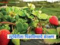Pik Vima Yojana : स्ट्रॉबेरीलाही मिळालं पीक विमा संरक्षण, नाशिकच्या शेतकऱ्यांना महत्वाचे! - Marathi News | Latest News Strawberries also get crop insurance coverage, important for Nashik farmers | Latest agriculture News at Lokmat.com