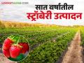 Agriculture News : भात, नागलीच्या शेतात स्ट्रॉबेरी फुलू लागली, सात वर्षांत पाचपट वाढले उत्पादन - Marathi News | Latest News Agriculture News Strawberries started blooming in paddy, nagli fields, production increased | Latest agriculture News at Lokmat.com