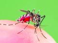 डेंग्यूसदृश तापाने उपराजधानी फणफणली - Marathi News | Dengue fever in Nagpur | Latest nagpur News at Lokmat.com