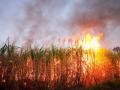 कामेरी येथे 25 एकरातील ऊस आगीत जाळून खाक - Marathi News | 25 acres of sugarcane set fire at Kameri | Latest sangli News at Lokmat.com