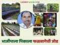 Farmer Success Story : श्रमाला नाही तोड, भाजीपाला शेतीला दिली फळबागेची जोड, वाचा यशोगाथा - Marathi News | Latest News Success Story of gadchiroli farmer fruit Farming with vegetable farming, read experimental farming success story | Latest agriculture News at Lokmat.com
