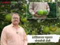 डाळिंबवाल्या अशोकरावांना मोसंबीची गोडी; विना मशागत तंत्राने बागेत अर्धा-अर्धा किलो फळांची जोडी - Marathi News | Pomegranate farmer Ashokrao enjoys the sweetness of the citrus; A pair of half-a-kilogram fruits in the garden without tillage techniques | Latest agriculture News at Lokmat.com