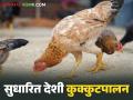 Sudharit Kukutpalan : परसातील कुक्कुटपालनासाठी कशी कराल कोंबड्याची निवड? वाचा सविस्तर - Marathi News | Sudharit Kukutpalan : How to choose a chicken for backyard poultry farming? Read in detail | Latest agriculture News at Lokmat.com