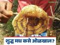 Asali Honey : शुद्ध मध कसं ओळखायचं, घरच्या घरी या दोन टेस्ट करा अन् शुद्ध मध ओळखा! - Marathi News | Latest news How to identify pure honey, do this test at home and identify pure honey | Latest agriculture News at Lokmat.com