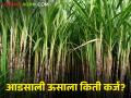 Crop Loan : नाबार्डकडून पीक कर्ज उचलीच्या मर्यादेत वाढ, वाचा कोणत्या पिकाला किती उचल?  - Marathi News | Latest News Increase in Crop Loan Borrowing Limit from NABARD, Read details | Latest agriculture News at Lokmat.com