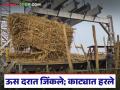 ऊस दराच्या संघर्षाला यश; आता कारखान्याचा काटा कधी थांबवणार शेतकऱ्यांच्या घाटा? - Marathi News | Sugarcane price struggle a success; when will the factory's sting stop the farmers' woes in sugarcane? | Latest agriculture News at Lokmat.com
