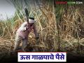 ऊस पुरवठा केल्यानंतर किती दिवसांत शेतकऱ्यांचे पैसे देणे बंधनकारक, जाणून घ्या सविस्तर  - Marathi News | Latest News How many days after sugarcane supply is it mandatory to pay farmers, know in detail | Latest agriculture News at Lokmat.com