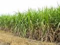 पंढरपूर तालुक्यात नदीकाठी शेकडो हेक्टर उसाचे नुकसान - Marathi News | Hundreds of hectares of sugarcane loss along the river in Pandharpur taluka | Latest solapur News at Lokmat.com