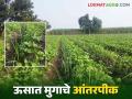 Intercropping In Sugarcane : उसामध्ये आंतरपीक म्हणून मुगाची लागवड, राहुरीच्या शेतकऱ्याचा अभिनव प्रयोग - Marathi News | Latest News Cultivation of mung bean as an intercrop with sugarcane, an innovative experiment by a farmer in Rahuri | Latest agriculture News at Lokmat.com