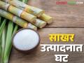Sakhar Utpadan : देशातील साखर उत्पादनात घट, साखर उताराही घसरला; काय सांगते आकडेवारी? - Marathi News | Sakhar Utpadan : Sugar production in the country has decreased, sugar extraction has also decreased; What does the statistics say? | Latest agriculture News at Lokmat.com