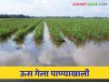 Kolhapur Flood: कोल्हापूर जिल्ह्यात यंदा महापुरामुळे २० लाख टन ऊस उत्पादन घटणार - Marathi News | Kolhapur Flood: 2 million tones of sugarcane production will decrease due to flood in Kolhapur district this year | Latest agriculture News at Lokmat.com