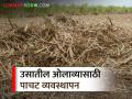 खोडवा ऊस उत्पादन वाढीसाठी पाचट व्यवस्थापन कसे कराल? - Marathi News | How to manage the sugarcane trash to increase the yield of ratoon sugarcane crop? | Latest agriculture News at Lokmat.com