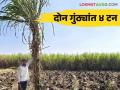 Sugarcane Farming : मेंढी खत उसाला मानवलं दोन गुंठ्यांत चार टन उत्पादन दिलं - Marathi News | Sugarcane Farming : Sheep manure applied to sugarcane yielded four tones in two gunta | Latest agriculture News at Lokmat.com
