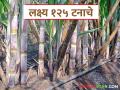 आता उसाच्या उत्पादनात होणार वाढ; ऊस उत्पादन वाढीसाठी सुरु होतंय नवीन अभियान - Marathi News | Now sugarcane production will increase; A new campaign is being launched to increase sugarcane production | Latest agriculture News at Lokmat.com