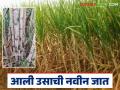 Phule Sugarcane 13007 : साखर उत्पादनात ८६०३२ पेक्षा सरस असणारी उसाची नवीन जात आली; वाचा सविस्तर - Marathi News | Phule Sugarcane 13007 : A new variety of sugarcane has been introduced that is better than 86032 in sugar production; Read in detail | Latest agriculture News at Lokmat.com
