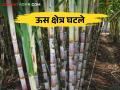 यंदा दर कमी देणारे कारखाने उसाअभावी राहणार बंद - Marathi News | This year, factories offering low rates will remain closed due to lack of sugarcane | Latest agriculture News at Lokmat.com