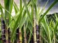 अग्रलेख: उसाची एआय शेती! उत्पादनामध्ये ३० टक्के वाढ - Marathi News | AI farming of sugarcane! 30 percent increase in production | Latest editorial News at Lokmat.com