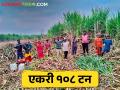 ऊस शेतीला दिली आधुनिकतेची जोड; एकरी १०८ टन झाली विक्रमी ऊस तोड - Marathi News | Advanced sugarcane farming; a record sugarcane production 108 tons per acre | Latest agriculture News at Lokmat.com