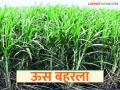 Sugarcane Crop : अवकाळी पावसाने ऊस पिकाला दिली नवसंजीवनी वाचा सविस्तर - Marathi News | latest news Sugarcane Crop: Unseasonal rains revive sugarcane crop Read in detail | Latest agriculture News at Lokmat.com