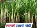 Sugarcane Cultivation: यंदा बुलढाण्यात वाढणार उसाचा गोडवा; 'या' कारणामुळे वाढले क्षेत्र वाचा सविस्तर - Marathi News | Sugarcane Cultivation: Sugarcane sweetness will increase in Buldhana this year; The area has increased due to 'this' reason Read in detail | Latest agriculture News at Lokmat.com
